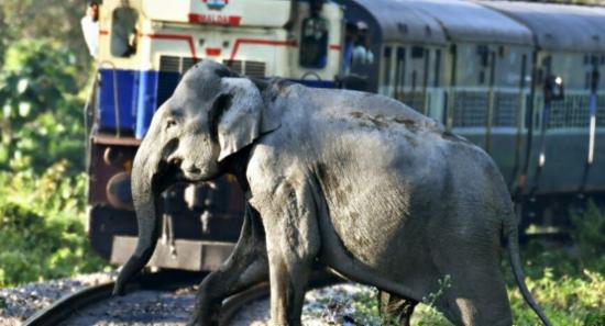Rail Disruption After Train Derails Near Habarana